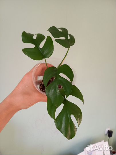 Рафидофора тетрасперма / монстера минима