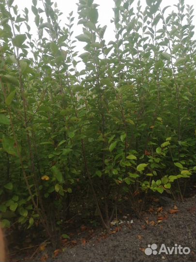 Кизильник блестящий