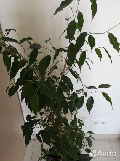 Фикус бенджамина большой