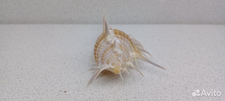 Гребень Венеры Мурекс Пектен 11,8 ракушка