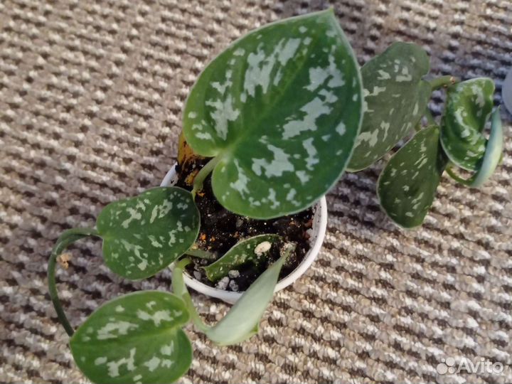 Сциндапсус пятнистый (треби)