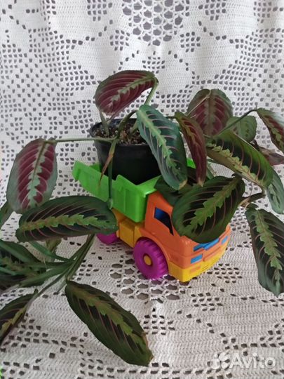 Маранта триколор