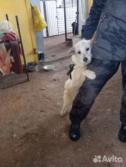 Собака девочка