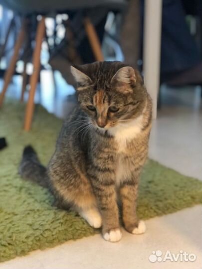 Британские котята мышеловки