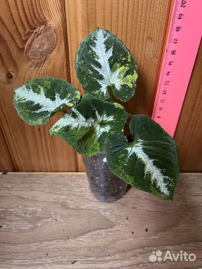 Сингониум Вандалина яичница