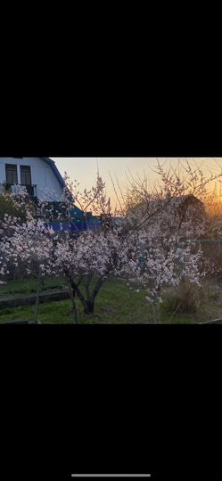 Дача 50 м² на участке 6 сот.