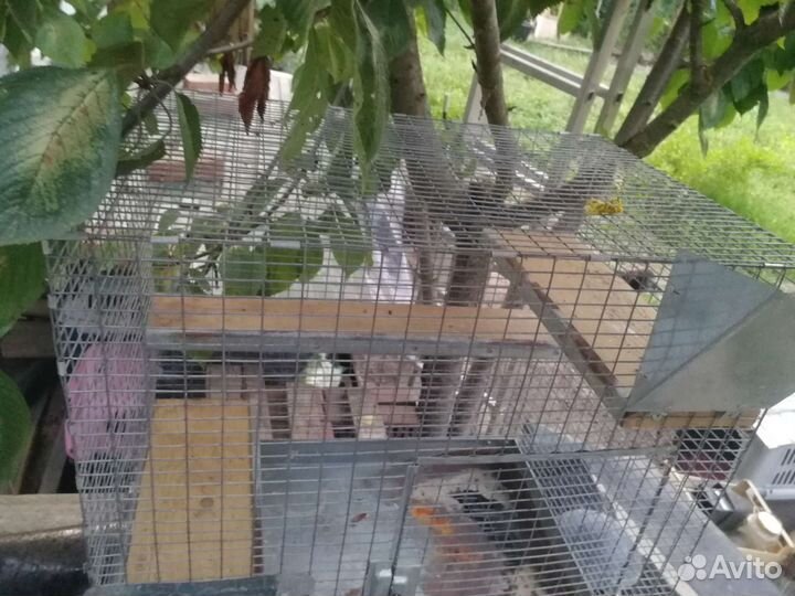 Клетка для грызунов большая