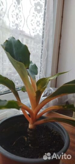 Комнатные цветы