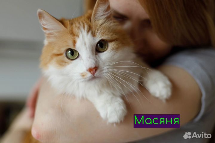 Кошки в добрые руки