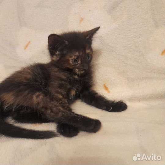 Котята в добрые руки бесплатно