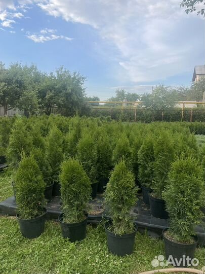 Туя смарагд 70-80 см