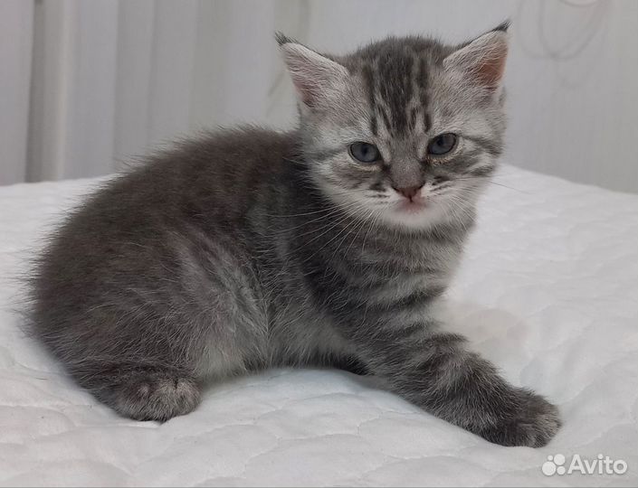 Шотладский котенок