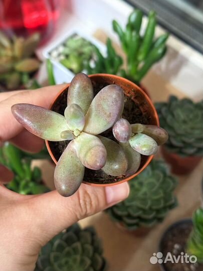 Пахифитум суккуленты домашние растения