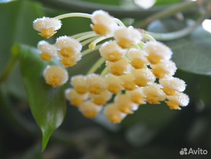 Хойя обскура (комнатное растение)