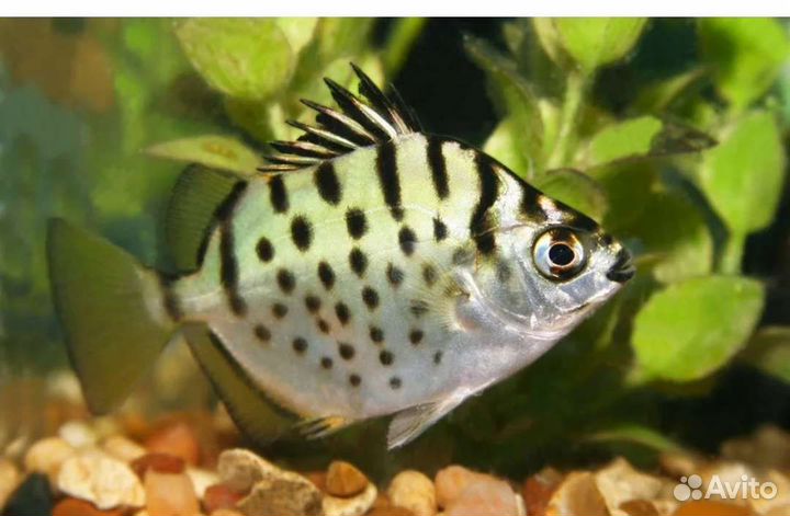 Аквариумные рыбки