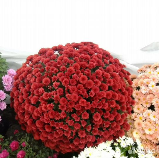 Хризантемы мультифлора