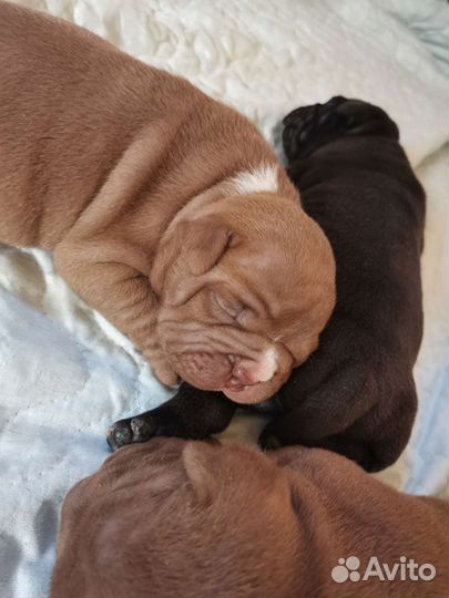 Американский булли