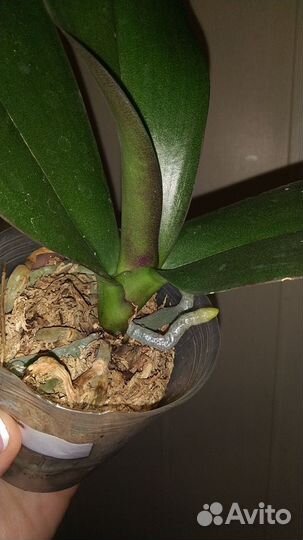 Орхидея Miki Gorgeous