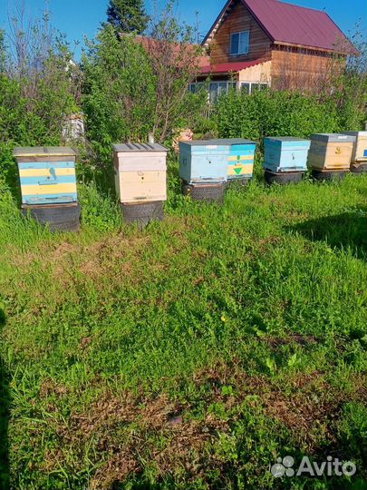 Улей с пчелами
