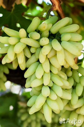 Саженцы винограда