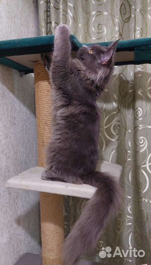 Котята мейнкуна