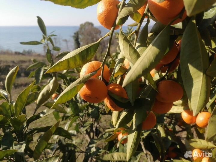 Сочи Топ-Экскурсия Привет, Абхазия: целительное на