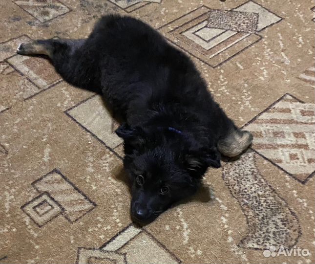 Отдам щенка в добрые руки