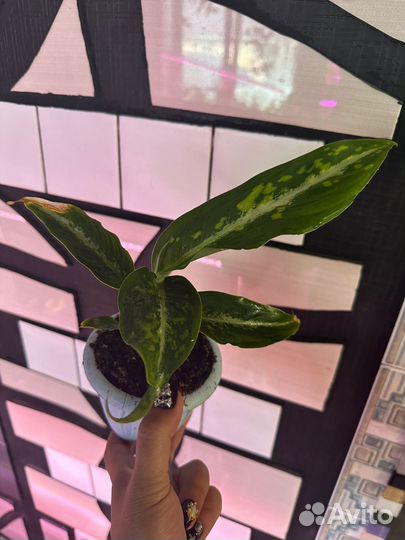 Диффенбахия дрифтинг