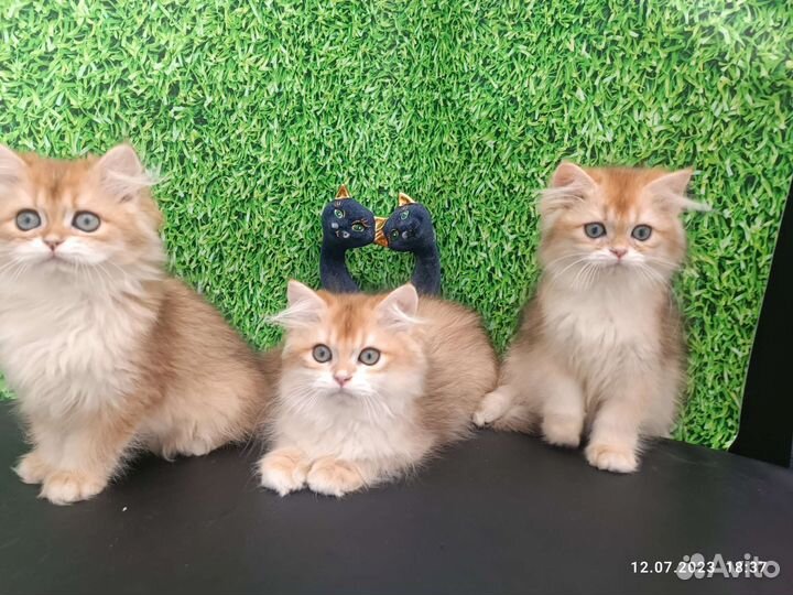 Британцы ny12