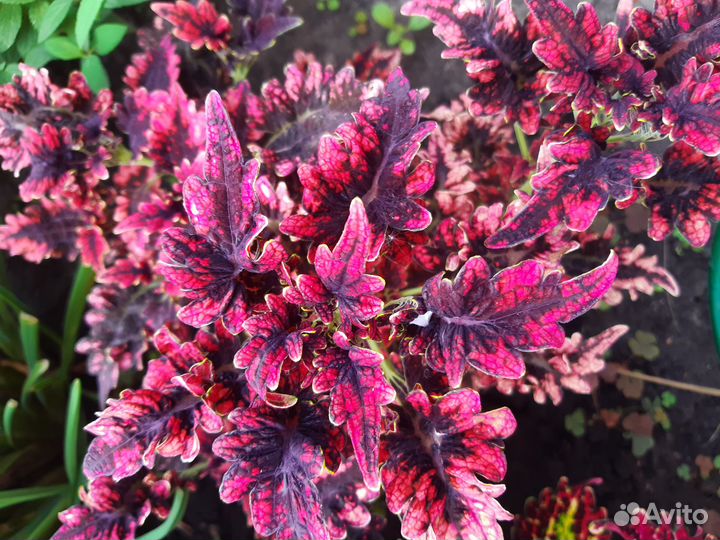 Колеусы вегетативные