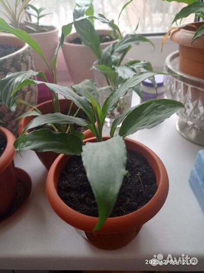 Спатифиллум