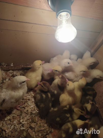 Продам Индоутят, 100руб.клювик