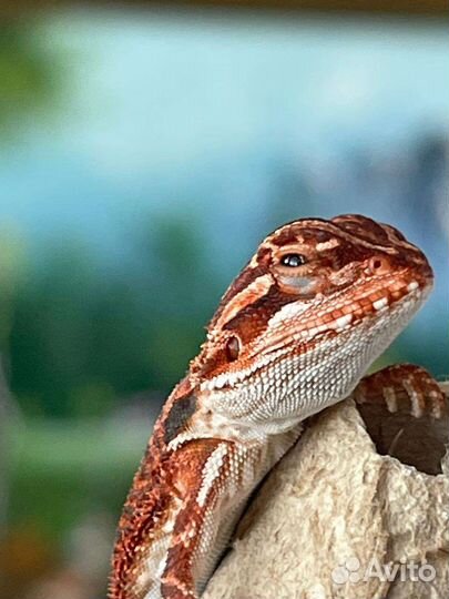 Агама Ред (agama red)