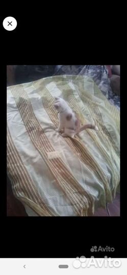 Микрофон занавеСки