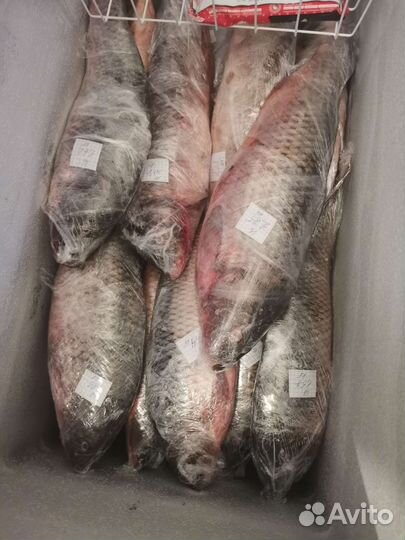 Рыба Сазан, Судак, Амур свежая