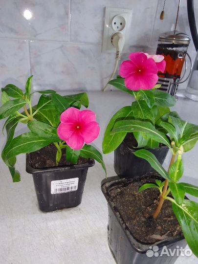 Барвинок красный (комнатный и садовый цветок)