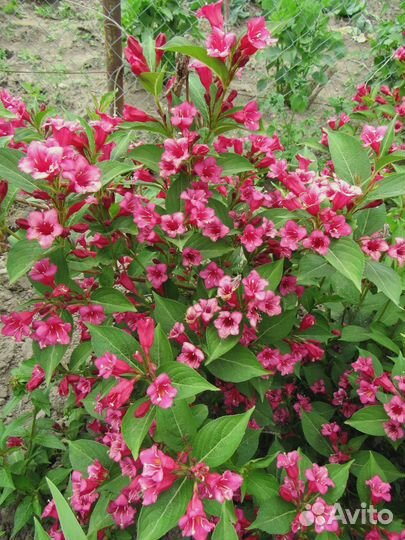 Вейгела Олимпиада 1 шт (горшок)