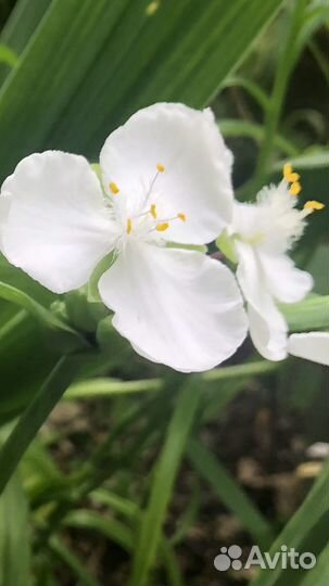Традесканция плач Очиток Топинамбур Львиный зев
