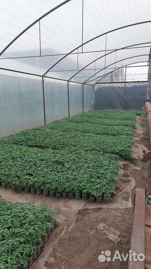 Рассада помидор,огурцы,перец