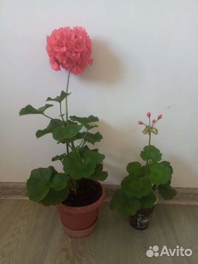 Пеларгония (герань) сортовая
