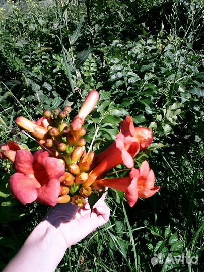 Кампсис древеснеющая лиана саженцы