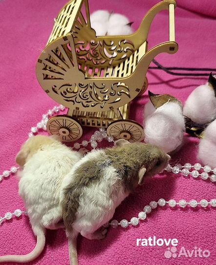 Крысята дамбо рекс девочки питомник