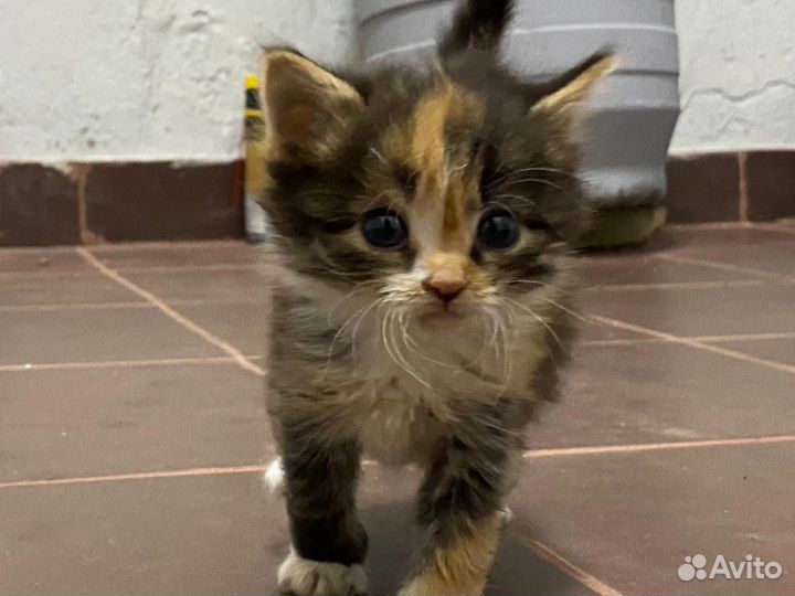 Кошечки в добрые руки