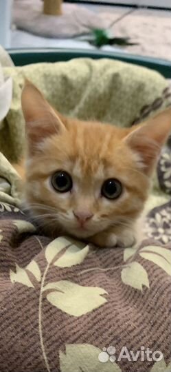 Котята отдам даром