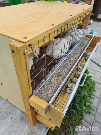 Клетка на 10-15 перепелов