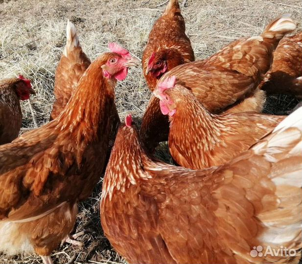 Куры молодки