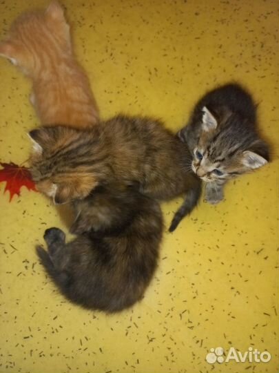 Отдам Сибирских котят