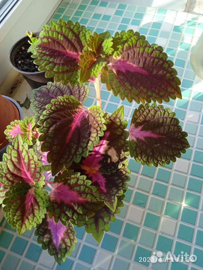 Цветы комнатные. Спатифиллум, адениум, драцена