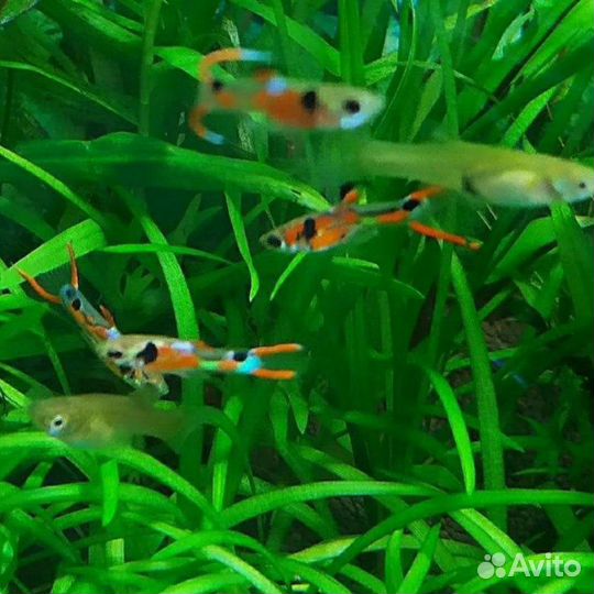 Гуппи эндлера