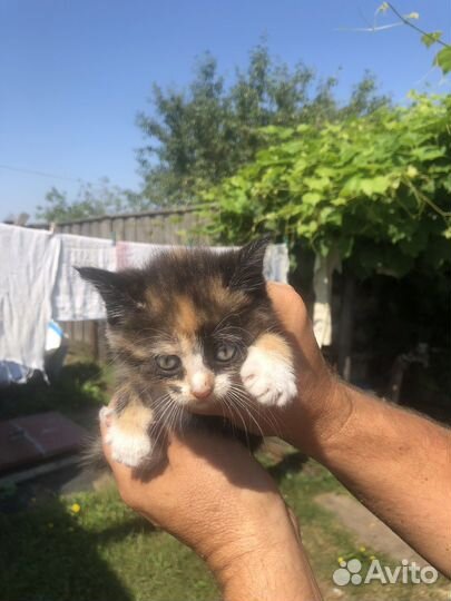 Котята безплатно